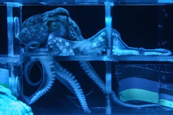 Магазин kraken даркнет
