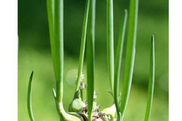 Кракен сайт ссылка kr2web in
