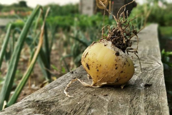 Kraken рабочая ссылка onion